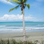 palm treee on beach