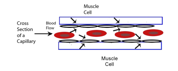 muscle cell